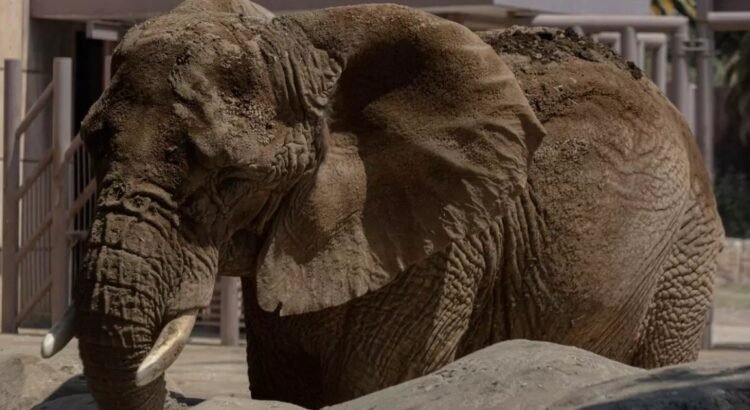 Un elefante en la sala… Un elefante en la sala…