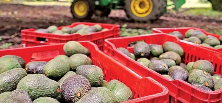 Reanudan exportaciones de aguacate michoacano a Estados Unidos