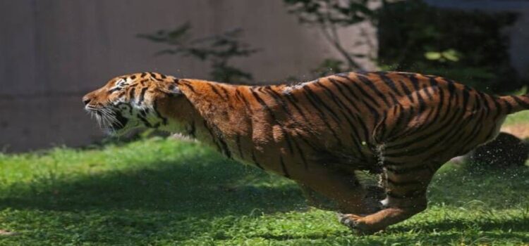 Del zoológico Quinta La Fauna en Reynosa se escapó un tigre siberiano