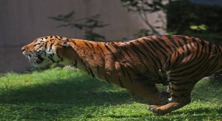 Del zoológico Quinta La Fauna en Reynosa se escapó un tigre siberiano