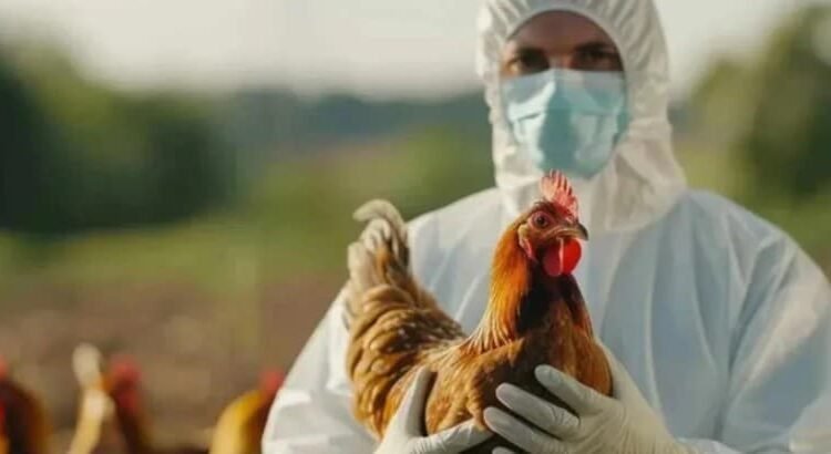 Confirman primer caso de influenza aviar H5N1 en México