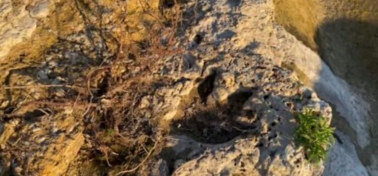 Tecnología 3D al rescate: huellas de dinosaurio de 110 millones de años emergen en Texas tras inundaciones