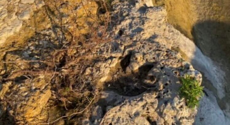 Tecnología 3D al rescate: huellas de dinosaurio de 110 millones de años emergen en Texas tras inundaciones Tecnología 3D al rescate: huellas de dinosaurio de 110 millones de años emergen en Texas tras inundaciones