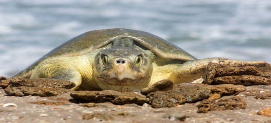 Se resguardan más de 28 mil huevos de tortuga lora en el estado de Tamaulipas