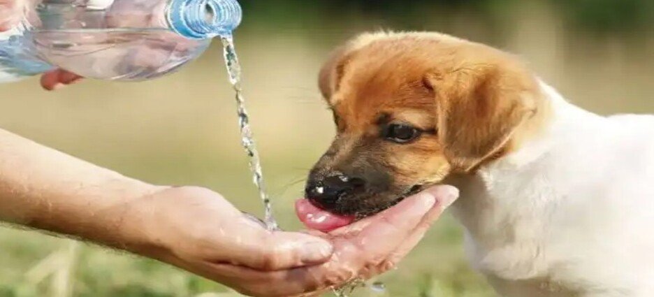 El fuerte calor en Tamaulipas pone en riesgo el corazón de lomitos y michis