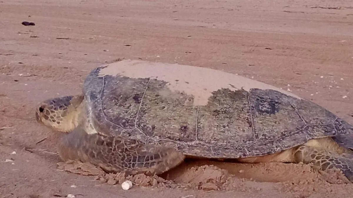 Tras 10 años de espera, registran llegada de tortuga verde a costas de Tamaulipas