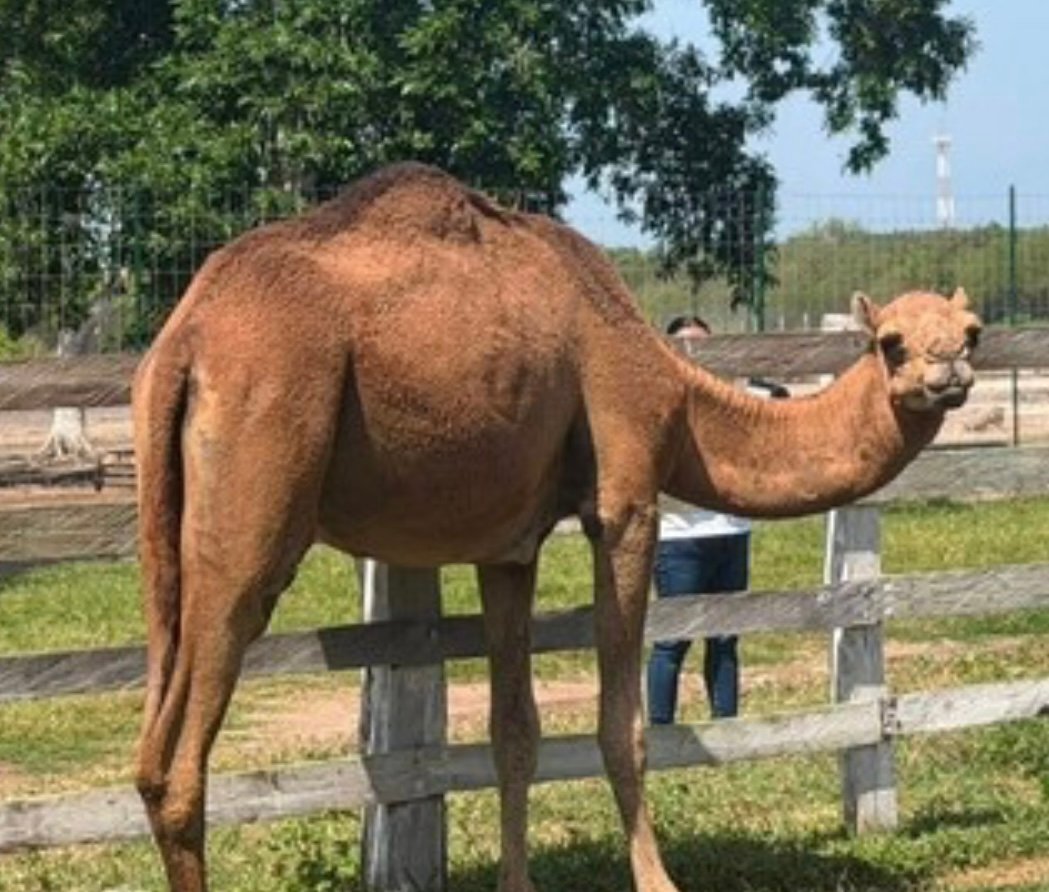 Autoridades buscan destino para 135 animales exóticos asegurados en rancho de Tamaulipas