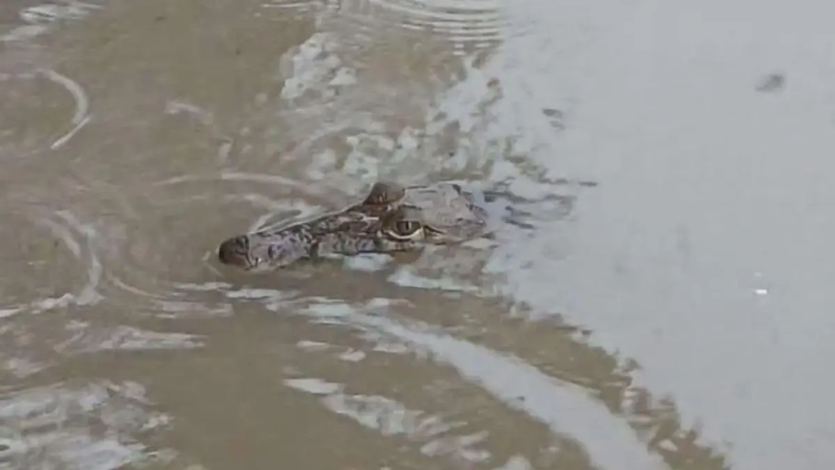 Lluvias desbordan lagunas y llevan cocodrilos a zonas urbanas en el sur de Tamaulipas